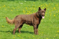 Picture of Australian Kelpie side view