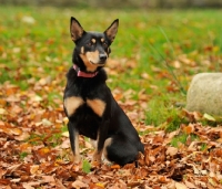 Picture of Australian Kelpie sitting in leaves