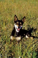 Picture of Australian Kelpie, working champion