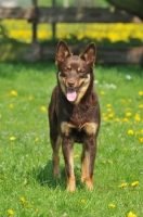 Picture of Australian Kelpie 