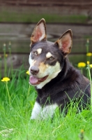 Picture of Australian Kelpie 