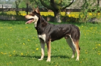 Picture of Australian Kelpie 