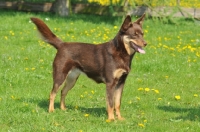 Picture of Australian Kelpie 