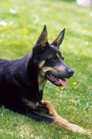 Picture of Australian Kelpie