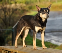 Picture of Australian Kelpie