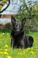 Picture of Australian Kelpie