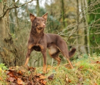 Picture of Australian Kelpie