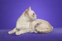 Picture of Australian Mist cat lying down on periwinkle background