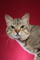 Picture of Australian Mist cat on claret background