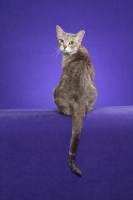 Picture of Australian Mist cat on periwinkle background, back view
