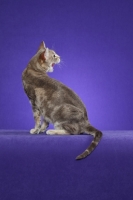 Picture of Australian Mist cat on periwinkle background, meowing
