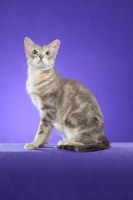 Picture of Australian Mist cat on periwinkle background, looking up
