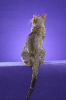 Picture of Australian Mist cat on periwinkle background
