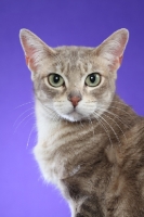 Picture of Australian Mist cat on periwinkle background, looking at camera