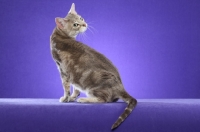 Picture of Australian Mist cat on periwinkle background, looking back