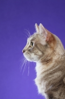 Picture of Australian Mist cat on periwinkle background, profile