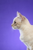 Picture of Australian Mist cat profile on periwinkle background
