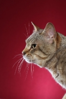 Picture of Australian Mist cat profile