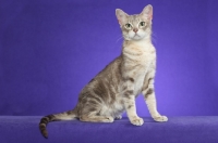 Picture of Australian Mist cat sitting on periwinkle background