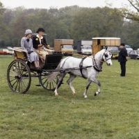 Picture of Australian Pony, driven