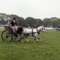 Picture of Australian Pony, driven