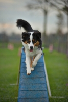 Picture of australian shepher running off the dogwalk