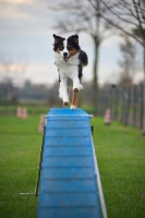 Picture of australian shepher running on the dogwalk