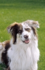 Picture of Australian shepherd bitch