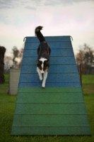 Picture of australian shepherd climbing down the a-frame