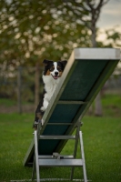 Picture of australian shepherd climbing up the teeter-totter