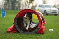 Picture of australian shepherd coming out from tunnel