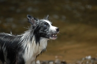 Picture of Australian Shepherd demanding attention