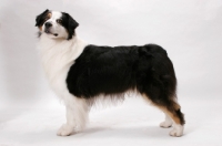 Picture of Australian Shepherd dog, American Champion