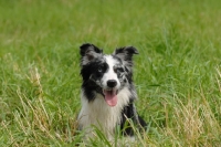 Picture of Australian Shepherd dog amongst grass