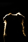 Picture of australian shepherd dog backlit