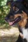 Picture of Australian Shepherd dog, close up