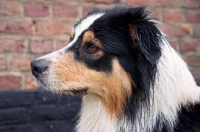 Picture of Australian Shepherd dog, concentrated