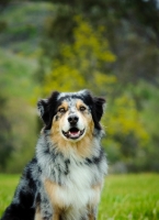 Picture of Australian Shepherd dog, head study