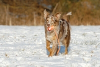 Picture of Australian Shepherd Dog in snow