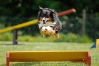 Picture of Australian Shepherd Dog jumping