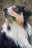 Picture of Australian Shepherd Dog looking up