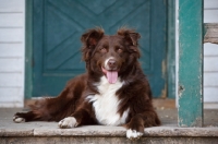 Picture of Australian Shepherd Dog lying on porch