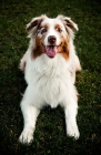 Picture of australian shepherd dog lying in grass