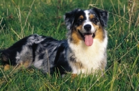 Picture of Australian Shepherd dog, merle coloured