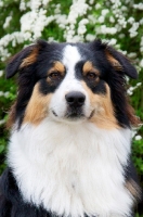 Picture of Australian Shepherd Dog near blossom