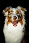 Picture of australian shepherd dog on black