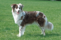 Picture of australian shepherd dog on grass