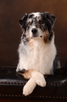 Picture of Australian Shepherd dog on sofa