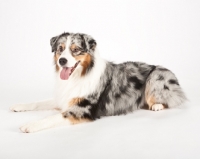 Picture of Australian Shepherd Dog on white background