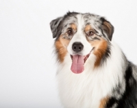 Picture of Australian shepherd dog, portrait